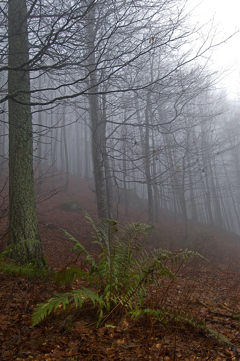 foliage, autunno, faggi val d'aveto